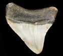 Juvenile Megalodon Tooth - North Carolina #45536-1